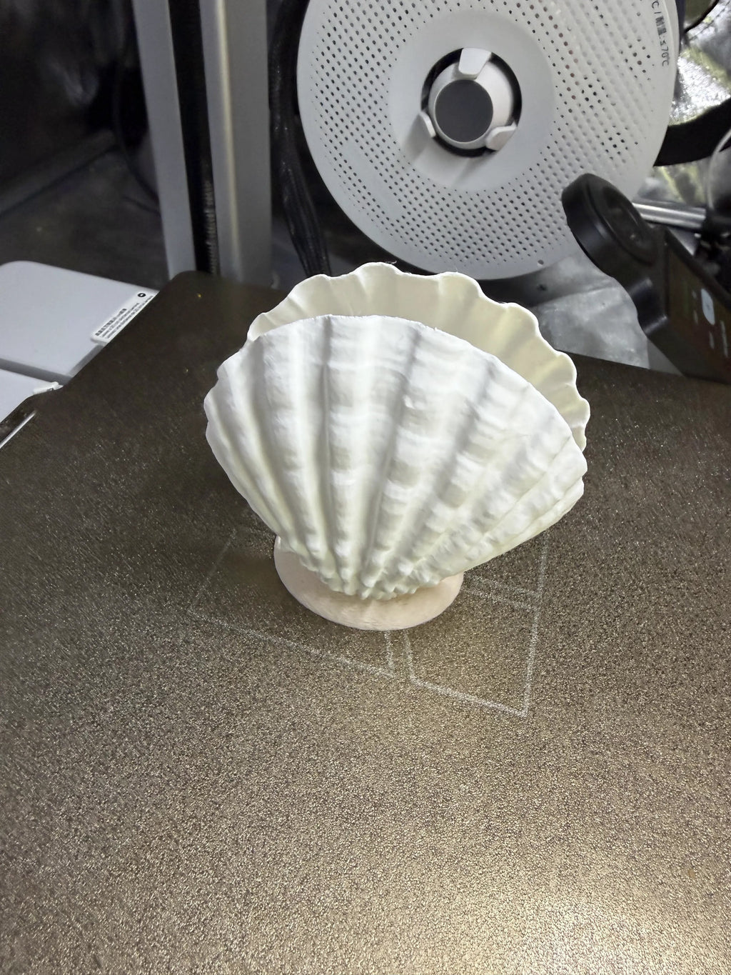 Set of 9 Sea Shell Napkin Holder